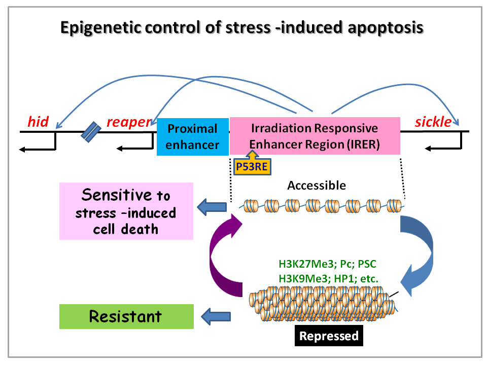 Epigenetic control of stress-induced apoptosis
